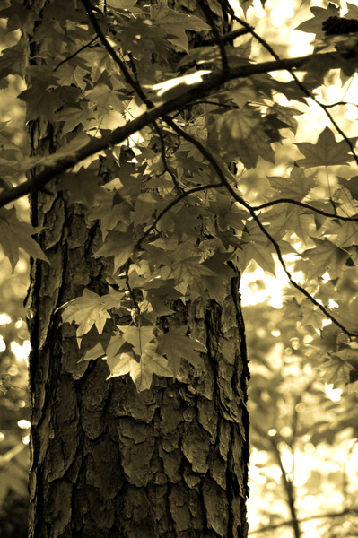 Photography by Rosalette for DesignCrowd (Community Contests) | Design #9015027
