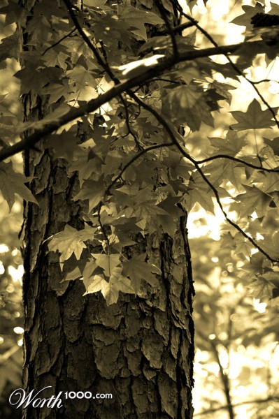 Photography by Rosalette