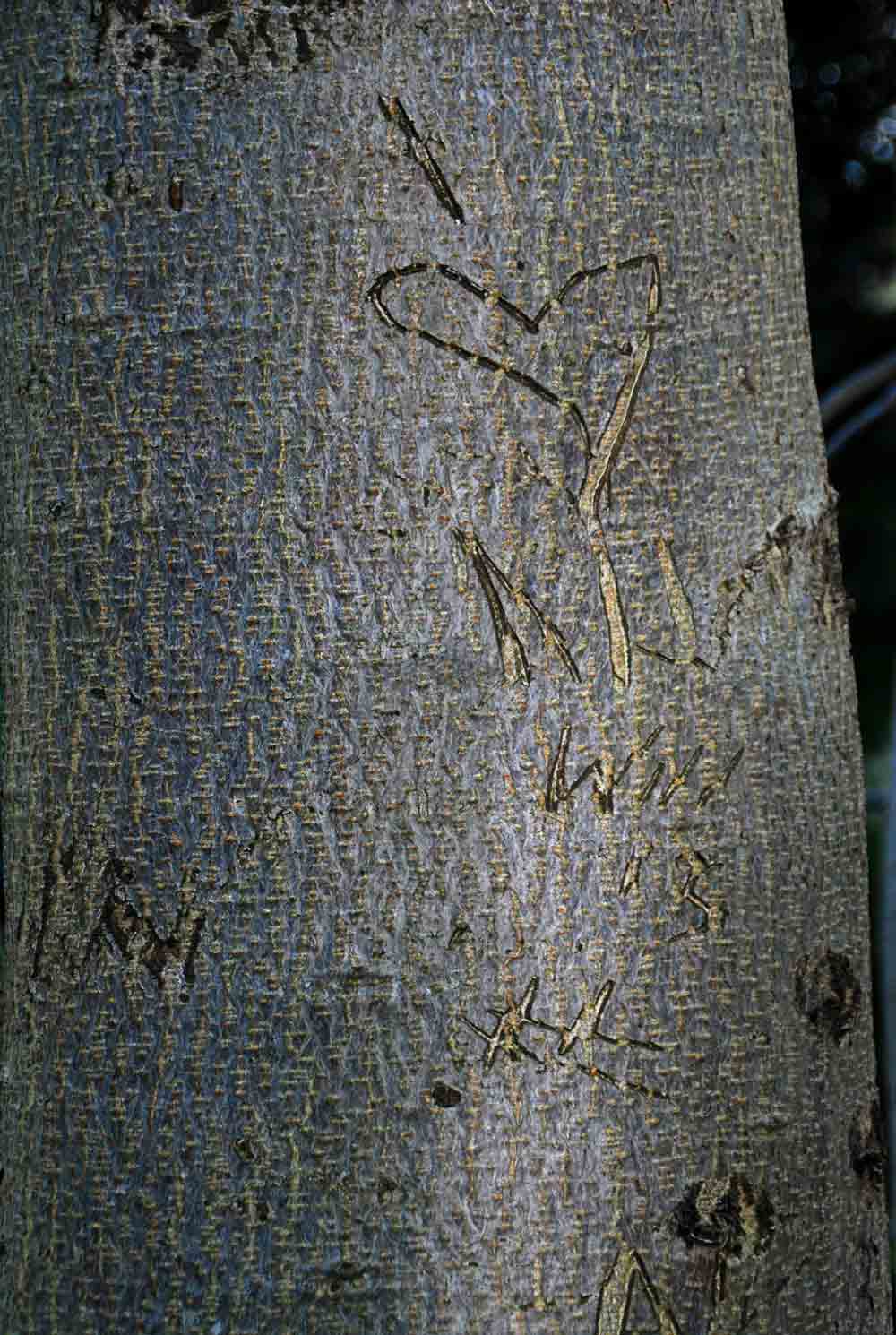 Fotografía por gymp93 para DesignCrowd (Community Contests) | Diseño #9015030