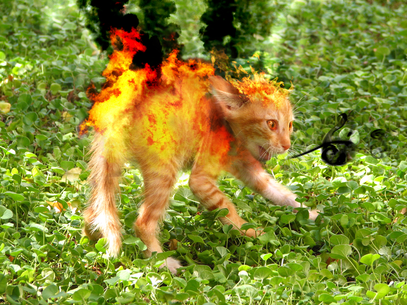 Photoshop-Design von pitbullsaviour für DesignCrowd (Community Contests) | Design #9015791