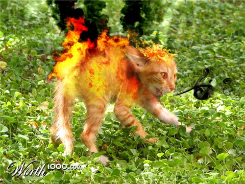 Photoshop Design by pitbullsaviour