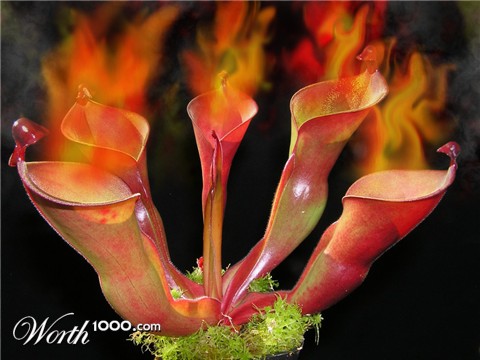 Photoshop Design by ermogenes