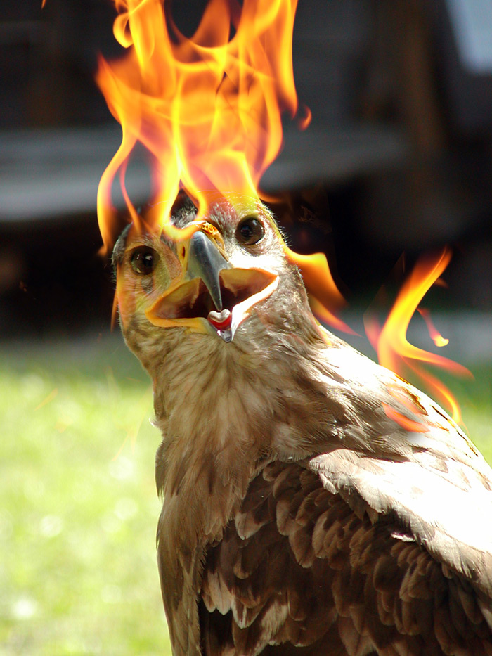 Photoshop Design by Sassydeb for DesignCrowd (Community Contests) | Design #9015795