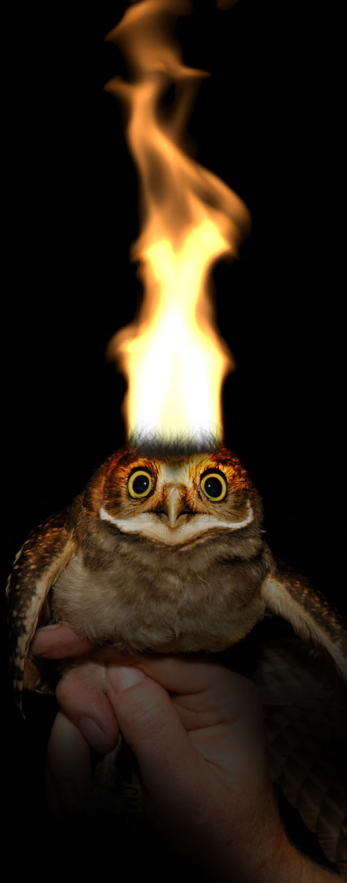 Diseño de Photoshop por Killington para DesignCrowd (Community Contests) | Diseño #9015849