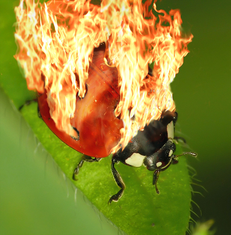 Photoshop Design by spiraleye for DesignCrowd (Community Contests) | Design #9015836