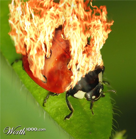 Photoshop Design by spiraleye