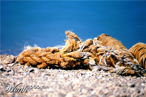 Photography by Bastet