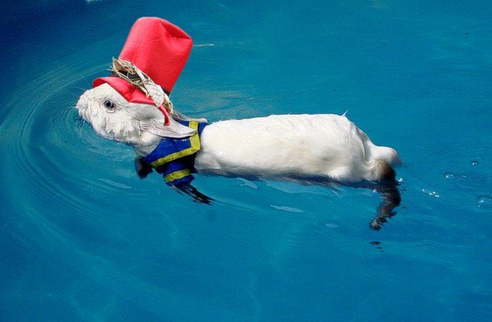 Photoshop Design by montagna for DesignCrowd (Community Contests) | Design #9021798