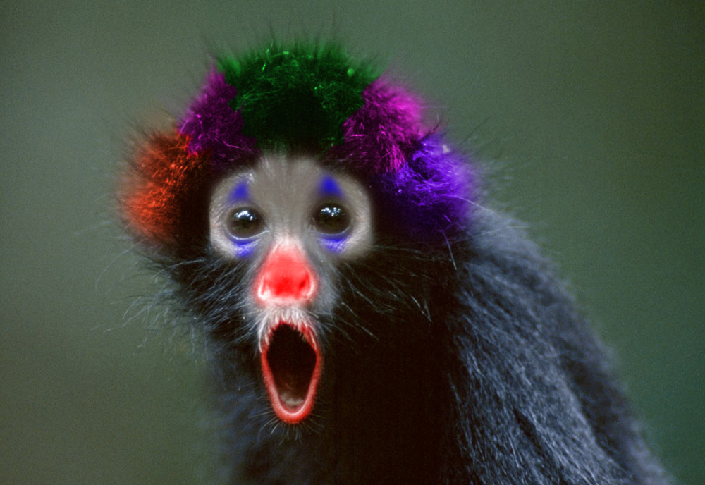 Photoshop Design by dungbeetle for DesignCrowd (Community Contests) | Design #9021836