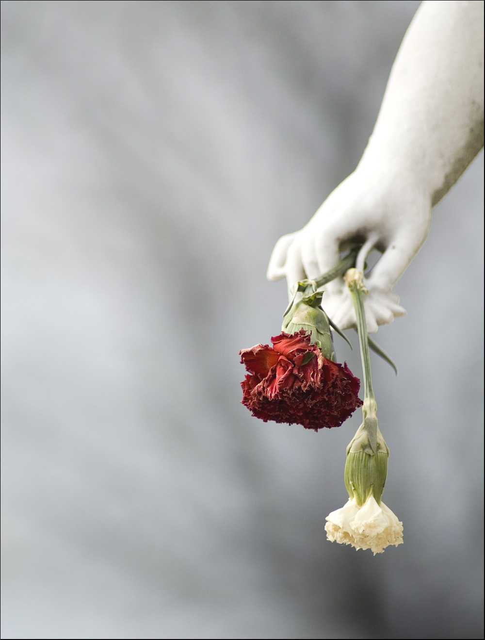 Photography by Bb for DesignCrowd (Community Contests) | Design #9010917