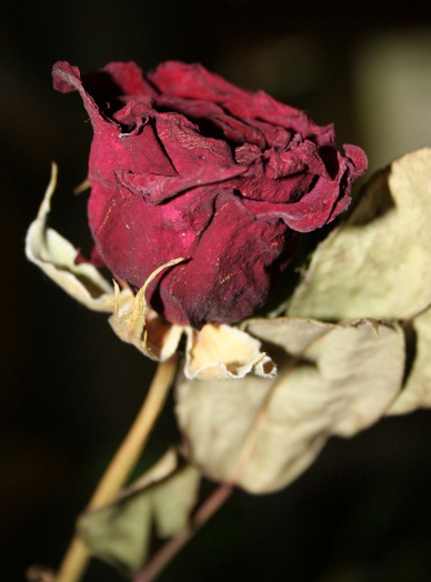 Photography by nazka2002 for DesignCrowd (Community Contests) | Design #9010950