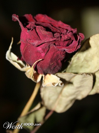 Photography by nazka2002