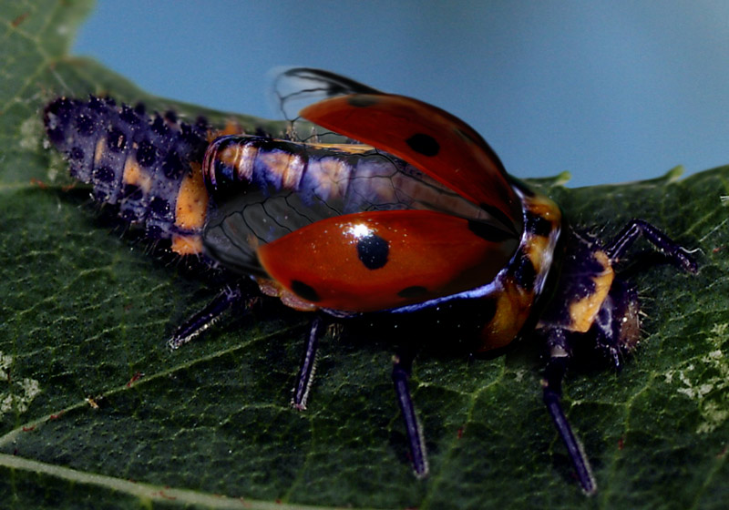 Design Photoshop par Rhopal pour DesignCrowd (Community Contests) | Design #9016340