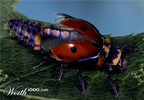 Photoshop Design by Rhopal