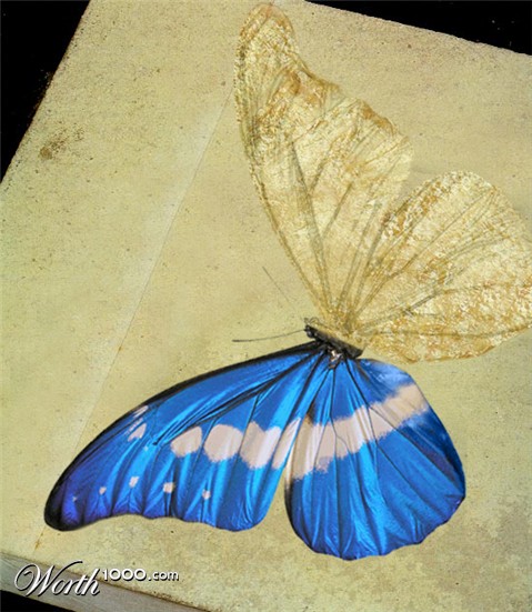 Photoshop Design by PixelDustMT