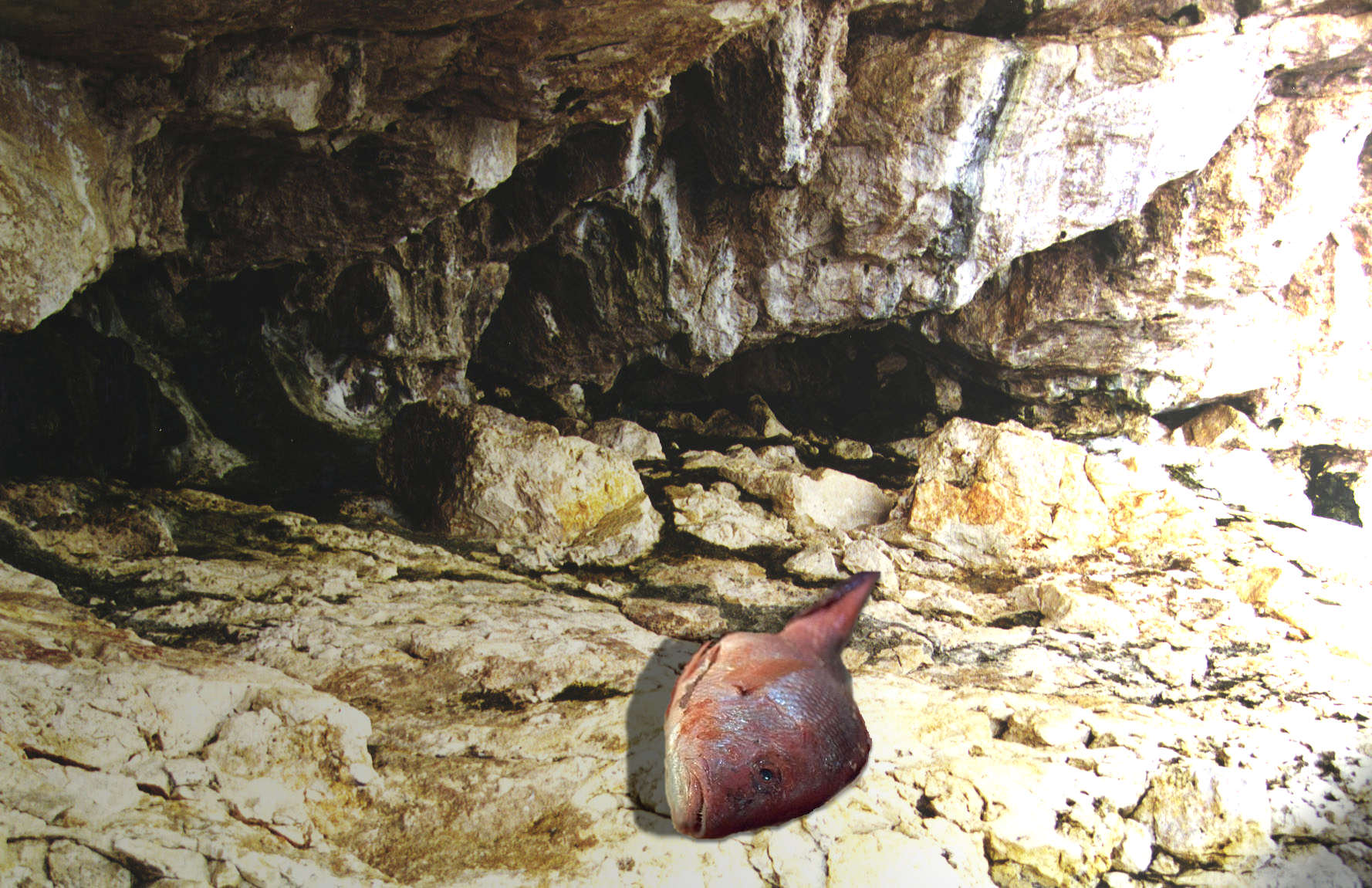 Photoshop Design by EddyDever for DesignCrowd (Community Contests) | Design #9013717