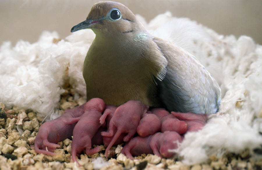 Diseño de Photoshop por Terrence para DesignCrowd (Community Contests) | Diseño #9013721