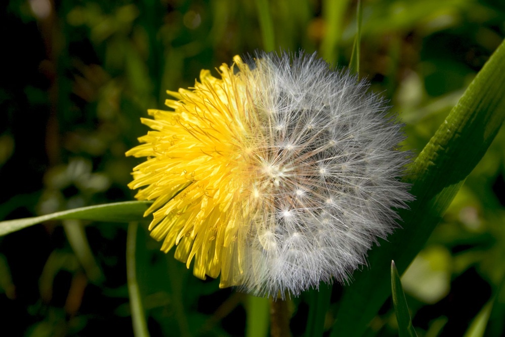 Diseño de Photoshop por vytcheslav para DesignCrowd (Community Contests) | Diseño #9016364