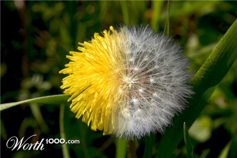 Photoshop Design by vytcheslav