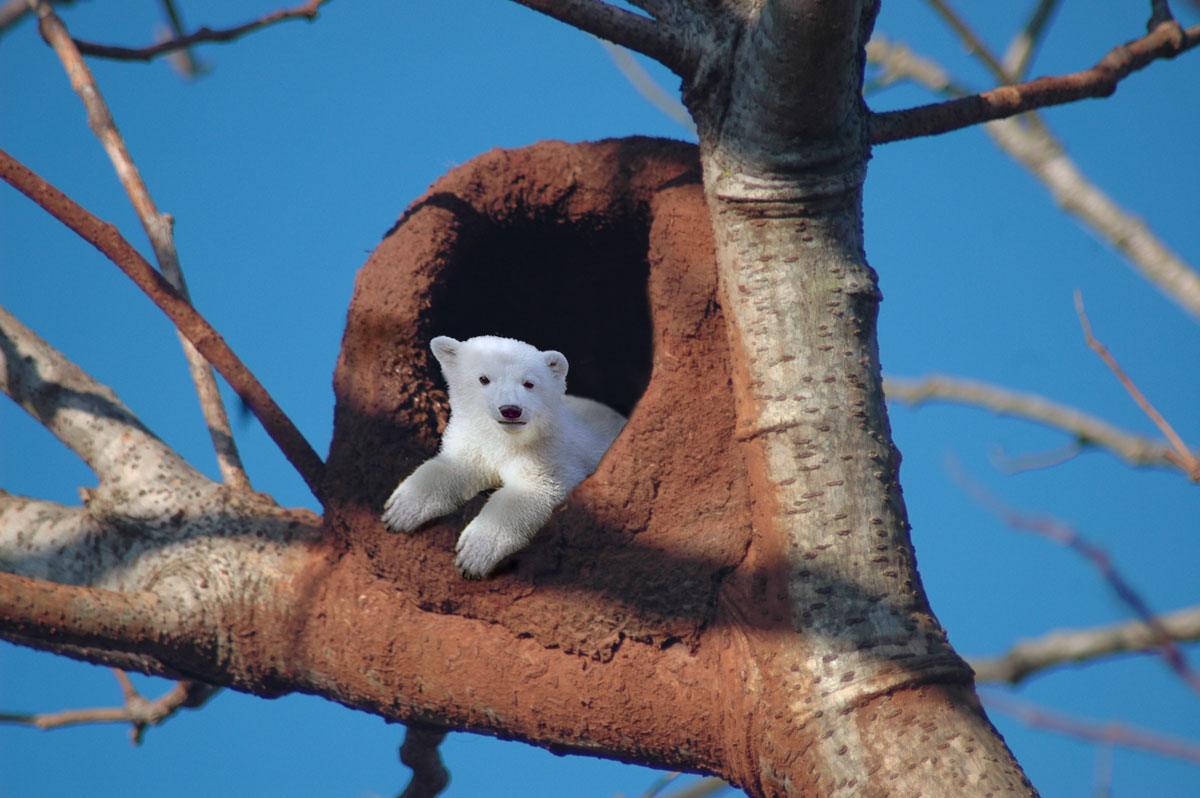 Design Photoshop par underworth pour DesignCrowd (Community Contests) | Design #9013747