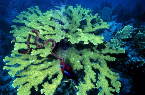 Photoshop-Design von TwoLines für DesignCrowd (Community Contests) | Design #9013766