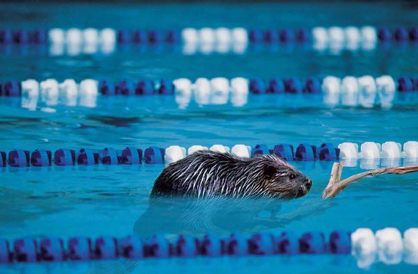 Photoshop Design by CherryPicn for DesignCrowd (Community Contests) | Design #9013755