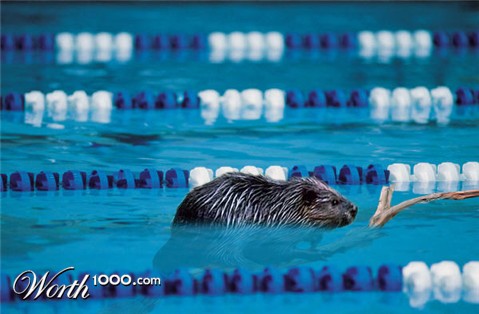 Photoshop Design by CherryPicn