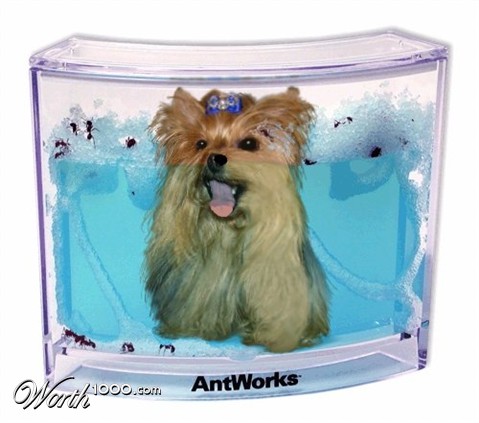 Photoshop Design by kibbitzmom