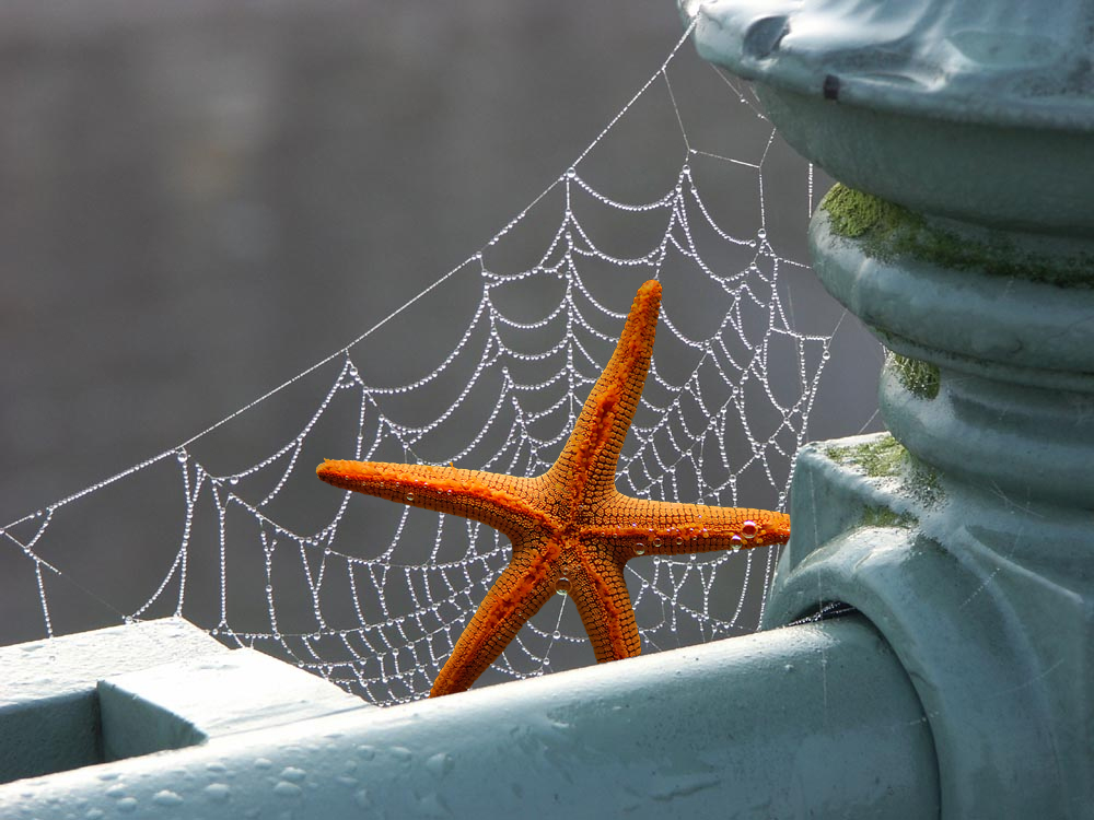 Photoshop Design by toastbrot for DesignCrowd (Community Contests) | Design #9013866