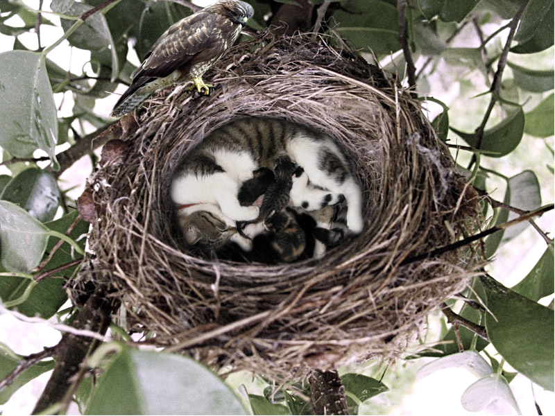 Photoshop Design by XDesignX for DesignCrowd (Community Contests) | Design #9013869