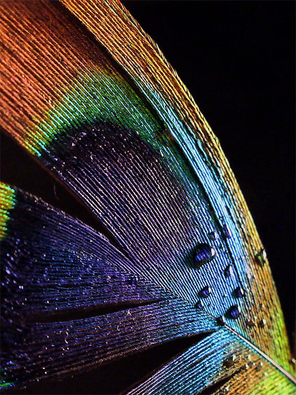 Fotografía por IsleofJura para DesignCrowd (Community Contests) | Diseño #9021671