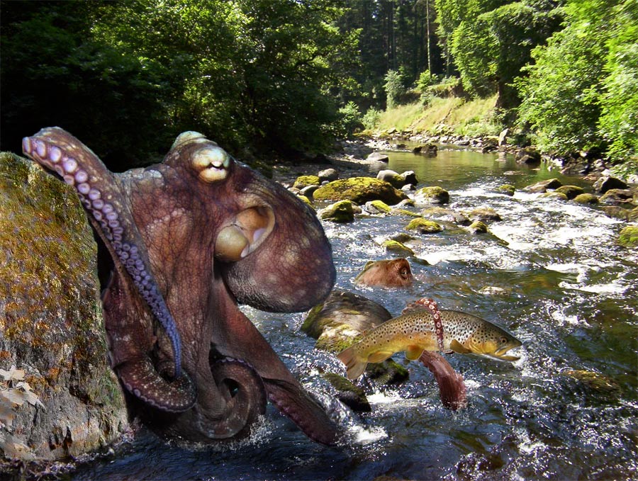 Photoshop Design by PixelDustMT for DesignCrowd (Community Contests) | Design #9013967