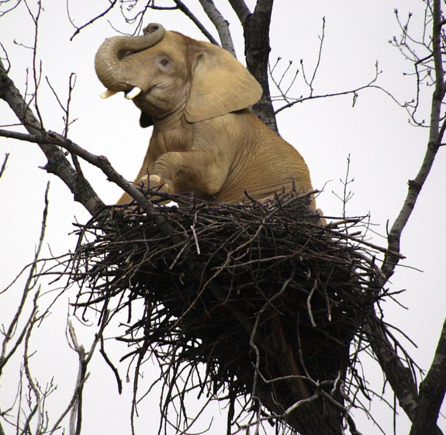 Diseño de Photoshop por Fishwife para DesignCrowd (Community Contests) | Diseño #9013909