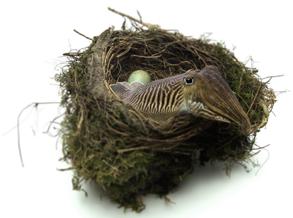 Photoshop Design by c1010010 for DesignCrowd (Community Contests) | Design #9013886