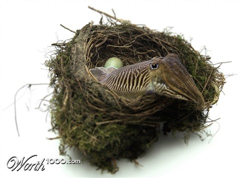 Photoshop Design by c1010010