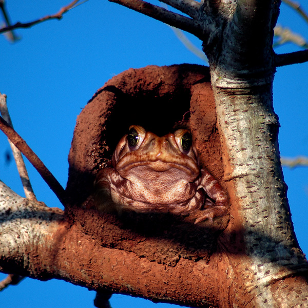 Photoshop Design by tombarreto for DesignCrowd (Community Contests) | Design #9013917