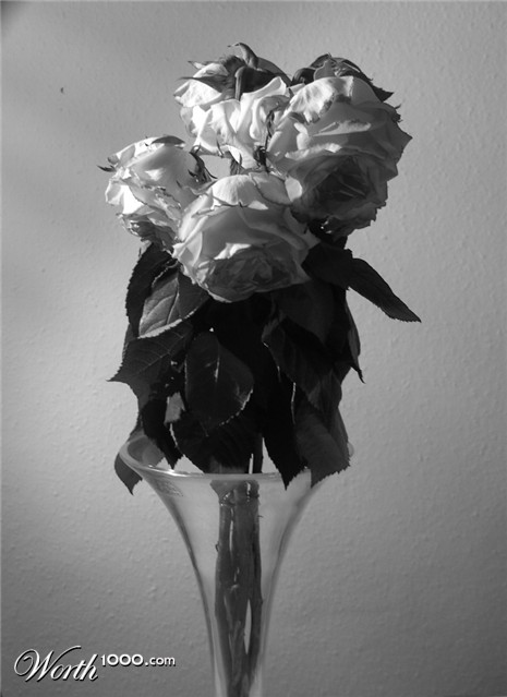 Photography by Sabour