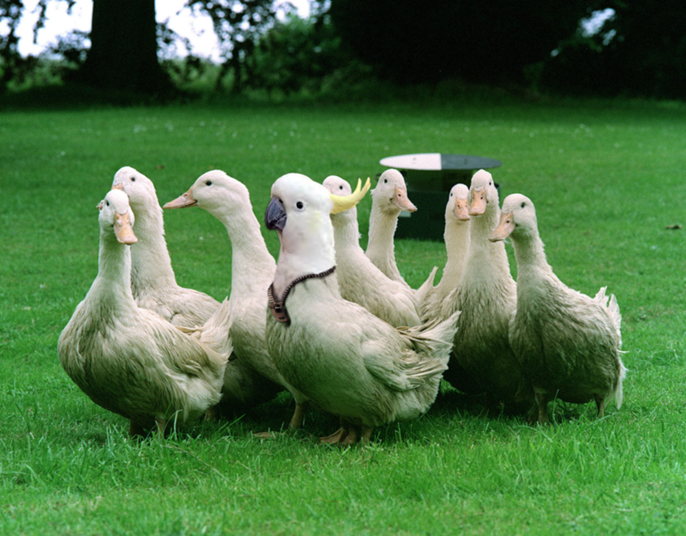 Photoshop Design by brypro63 for DesignCrowd (Community Contests) | Design #9009996