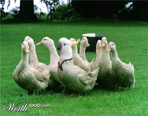 Photoshop Design by brypro63