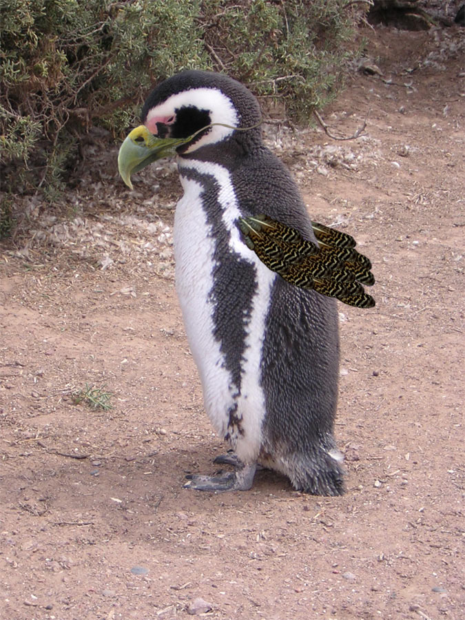 Photoshop Design by pdoggdizzle for DesignCrowd (Community Contests) | Design #9010098