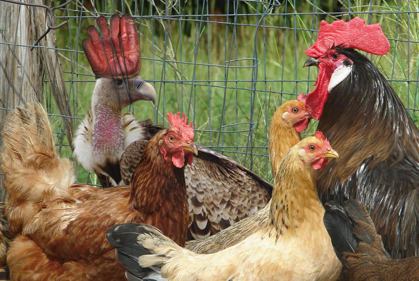 Photoshop-Design von RickLaMesa für DesignCrowd (Community Contests) | Design #9010085