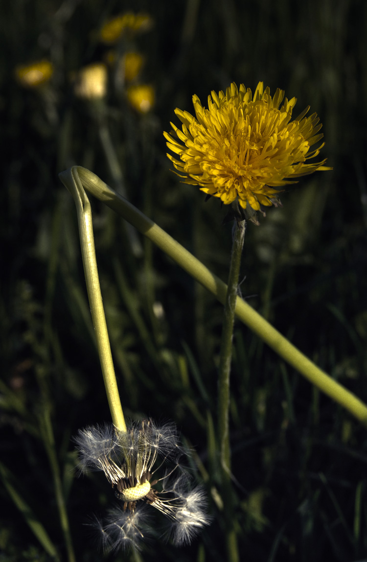 Photography by chatwin68 for DesignCrowd (Community Contests) | Design #9010993