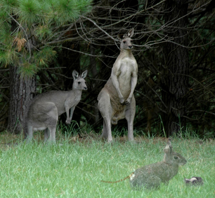 Photoshop Design by GrumpyTX for DesignCrowd (Community Contests) | Design #9010099