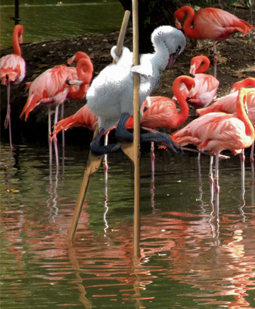 Photoshop Design by beanfarmer for DesignCrowd (Community Contests) | Design #9010179