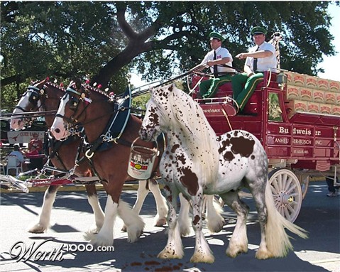 Photoshop Design by Lacenflanl