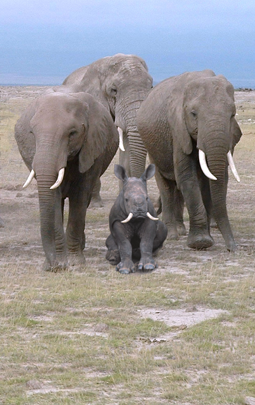 Design Photoshop par redcard pour DesignCrowd (Community Contests) | Design #9010115