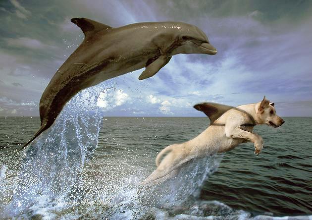 Diseño de Photoshop por Mandrak para DesignCrowd (Community Contests) | Diseño #9010120