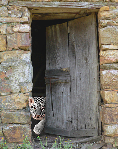 Photoshop Design by Yukarangz for DesignCrowd (Community Contests) | Design #9011062