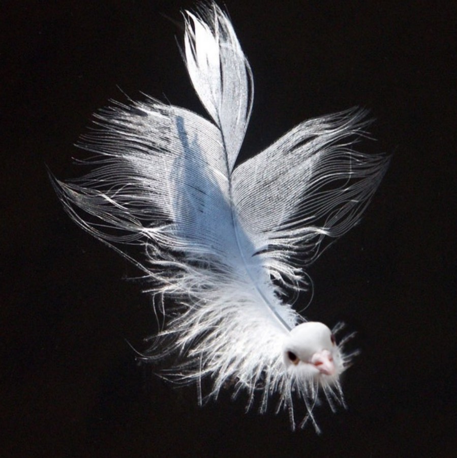 Photoshop-Design von Fishwife für DesignCrowd (Community Contests) | Design #9021782