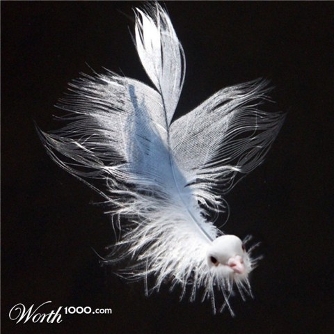 Photoshop Design by Fishwife